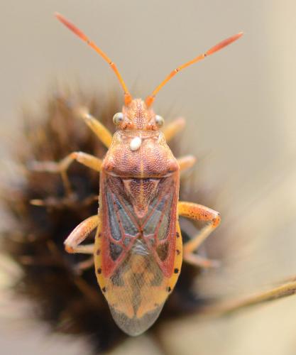 Stictopleurus sp.